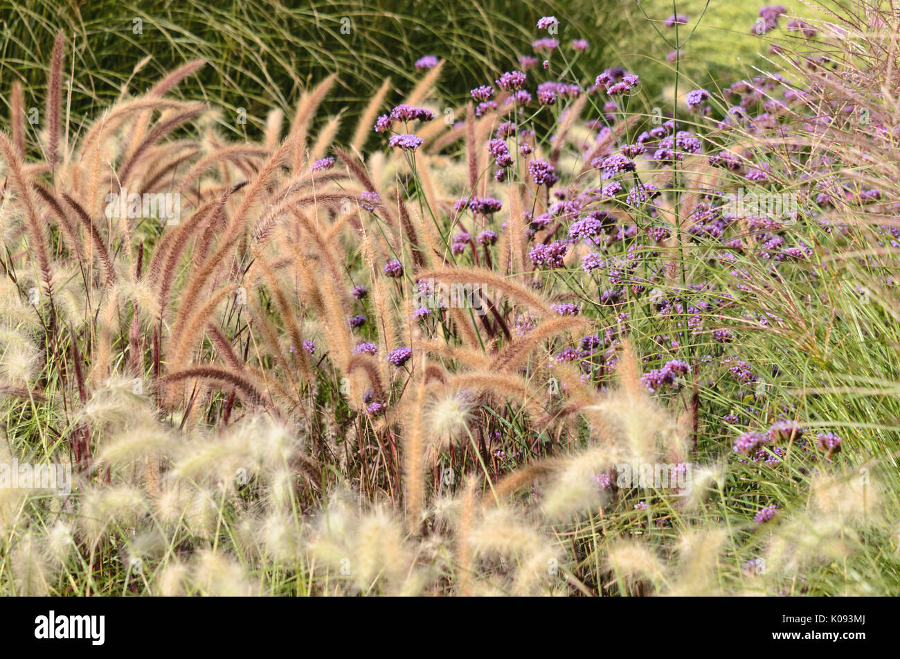 (Pennisetum setaceum herbe fontaine 'Rubrum') et purpletop verveine (Verbena bonariensis) Banque D'Images