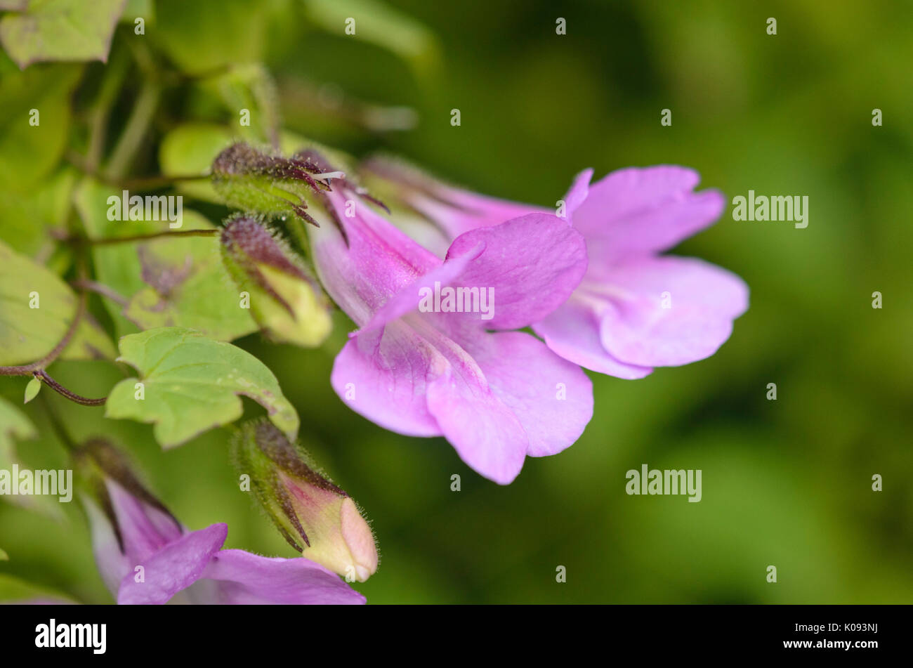 Muflier grimpant (Asarina scandens syn. maurandya scandens) Banque D'Images