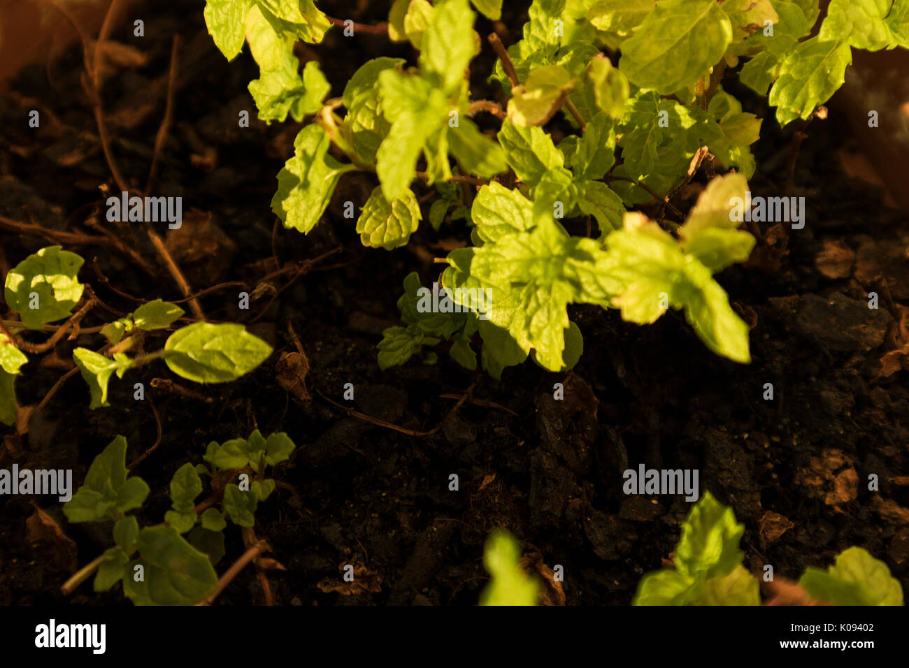 Branche de menthe avec lumière naturelle. Banque D'Images