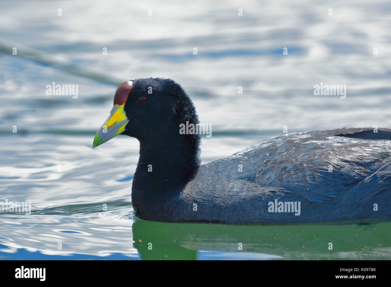 Communauté andine Foulque macroule (Fulica ardesiaca) Banque D'Images