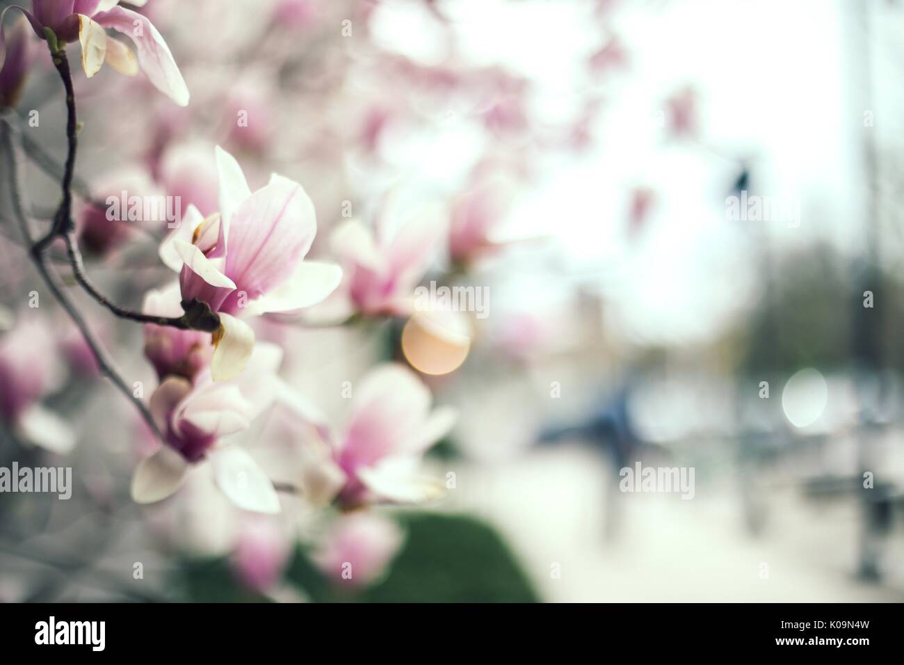 Fleurs roses, entièrement a fleuri sur les arbres à la Johns Hopkins University au printemps 2015. Avec la permission de Eric Chen. Banque D'Images