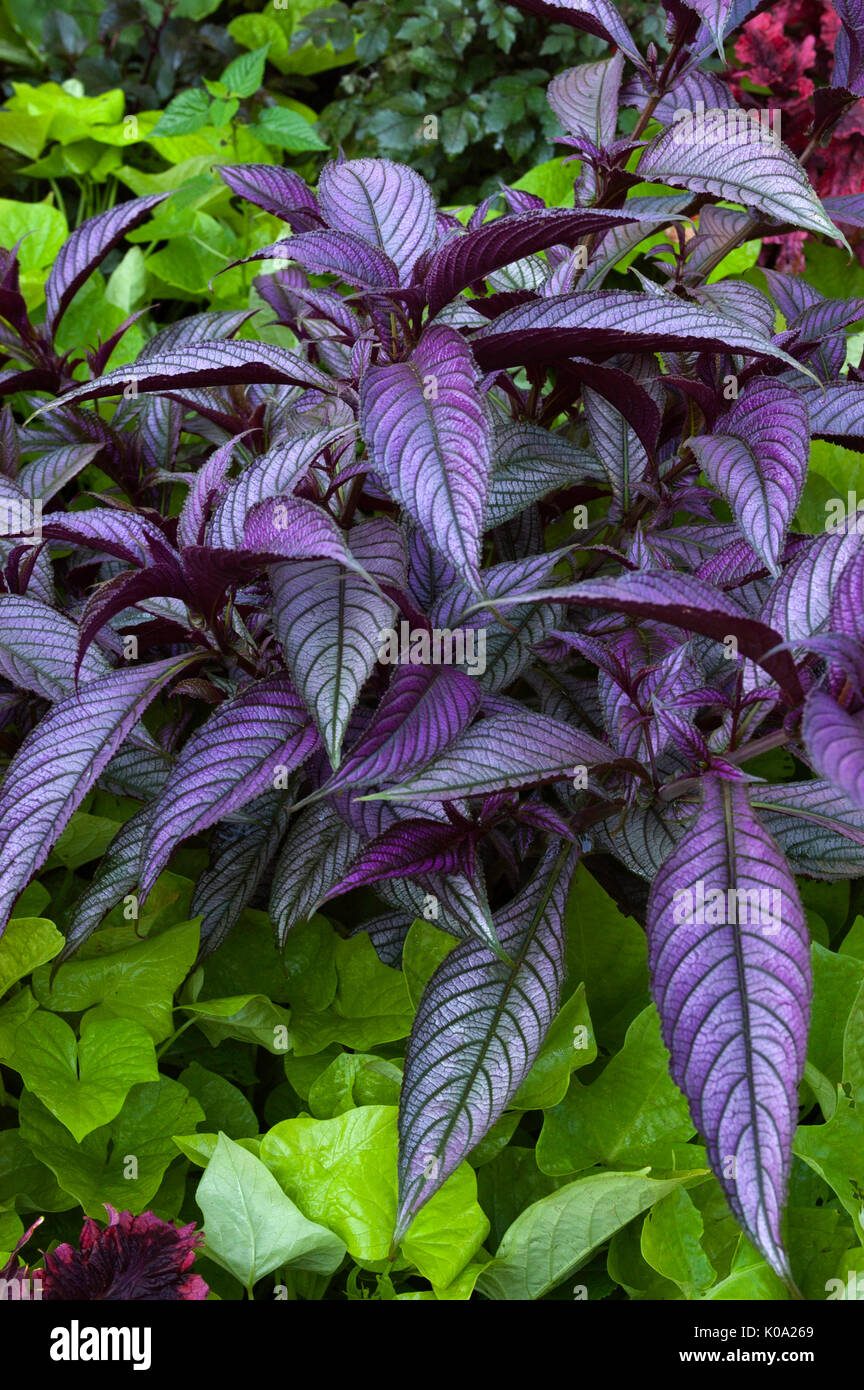 Strobilanthes dyerianus BOUCLIER PERSE Banque D'Images