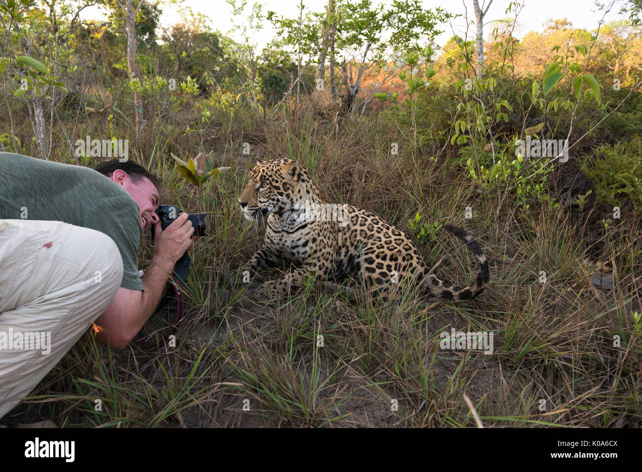 Un photographe le tournage d'un Jaguar en captivité de très près Banque D'Images