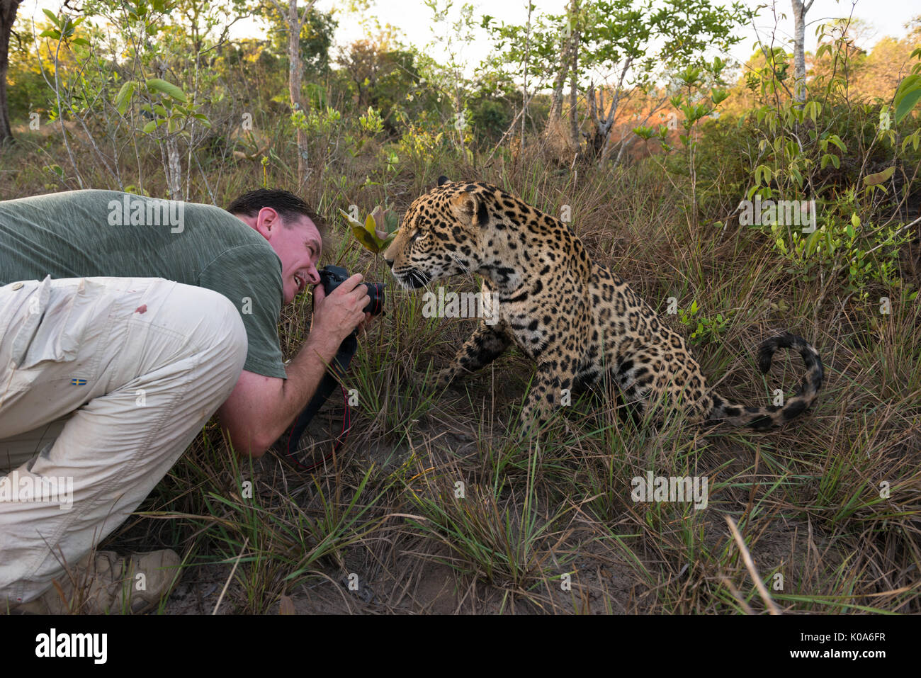 Un photographe le tournage d'un Jaguar en captivité de très près Banque D'Images