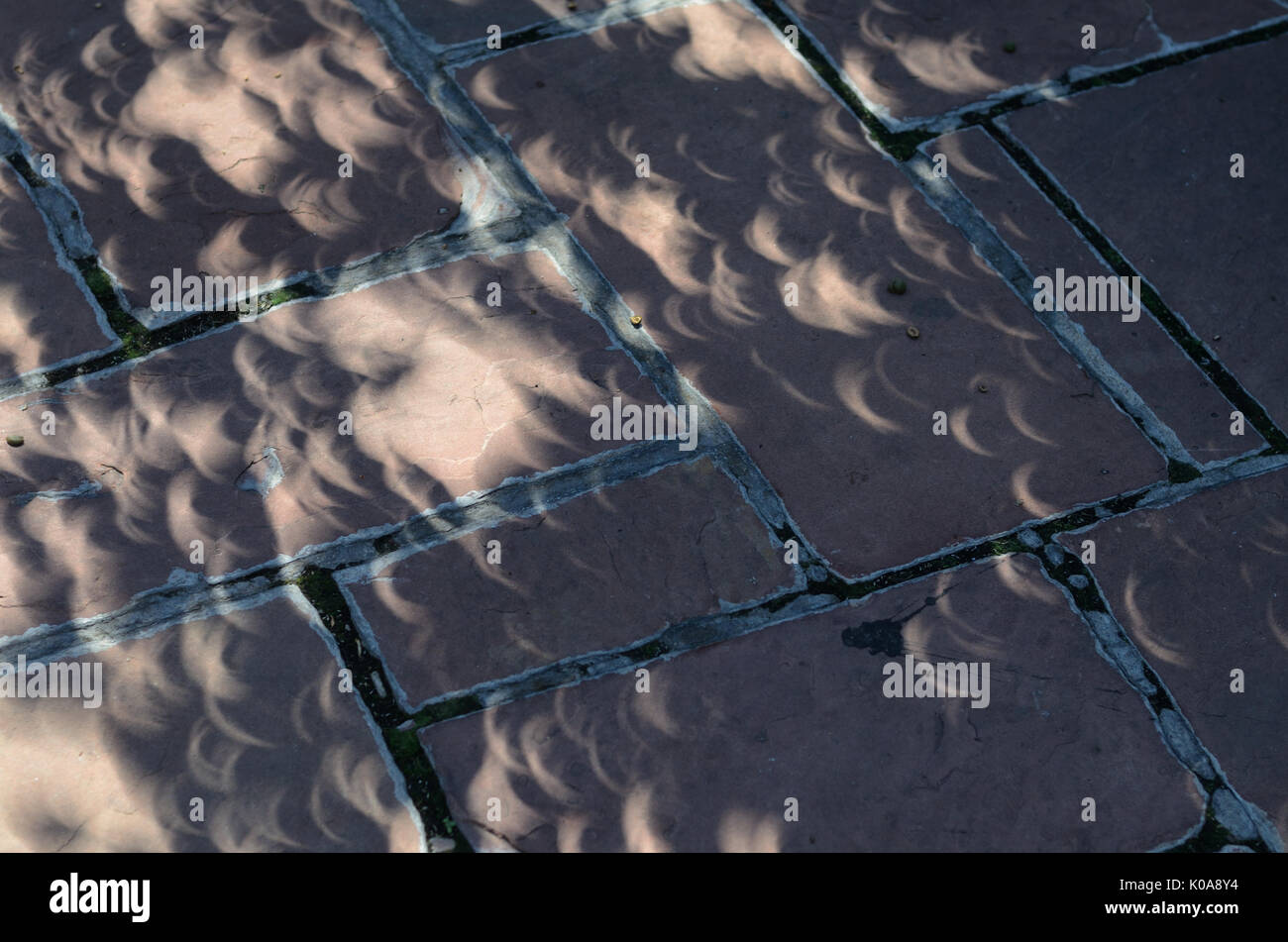 La lumière filtrée à travers la cime des arbres a créé des milliers de 'caméra cachée' style images de l'éclipse solaire partielle à Boulder au Colorado. Banque D'Images