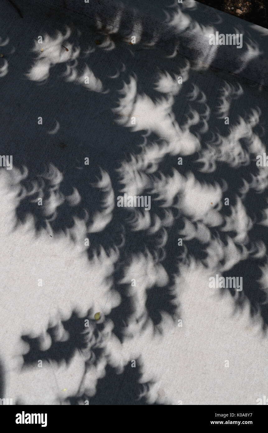 La lumière filtrée à travers la cime des arbres a créé des milliers de 'caméra cachée' style images de l'éclipse solaire partielle à Boulder au Colorado. Banque D'Images
