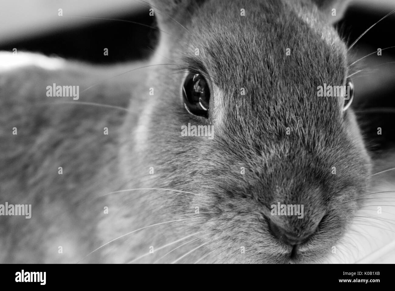 Un portrait tiré de mon animal lapin en noir et blanc Banque D'Images