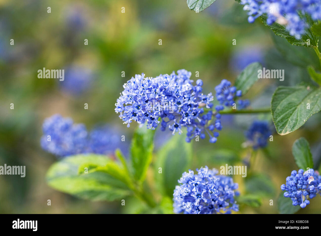 Ceanothus (el dorado) perado fleur. Banque D'Images