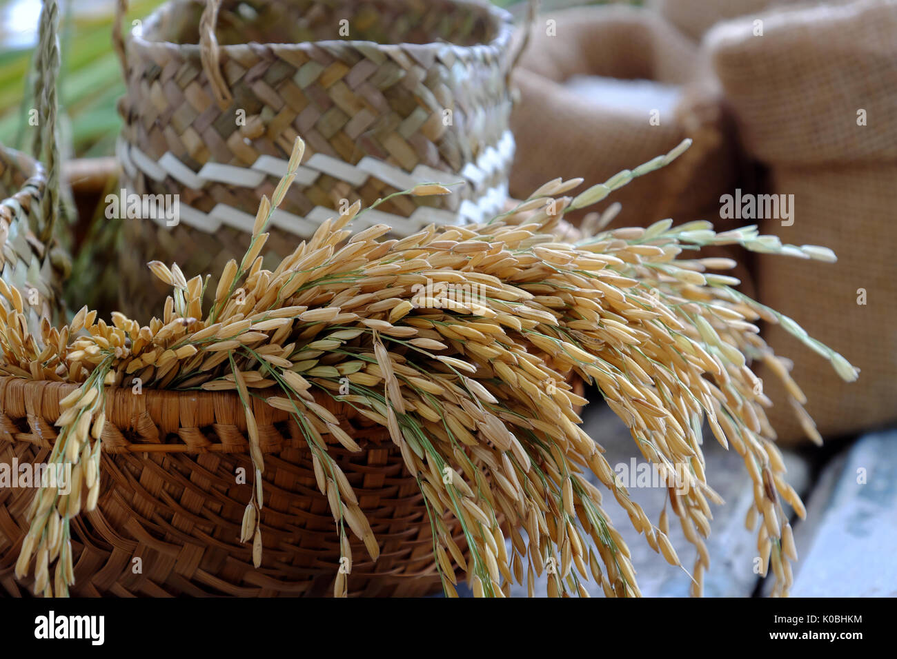 Close up de grains de riz et de semences de riz sur fond de bois, de feuilles de riz en jaune et panier de grains Banque D'Images