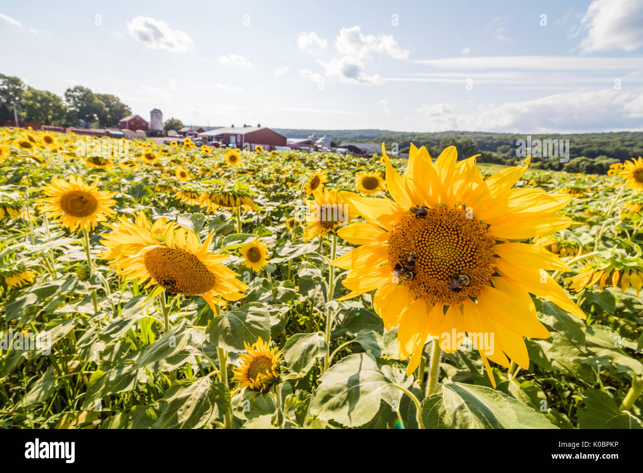 Champ de tournesols sur une ferme rurale au coucher du soleil Banque D'Images