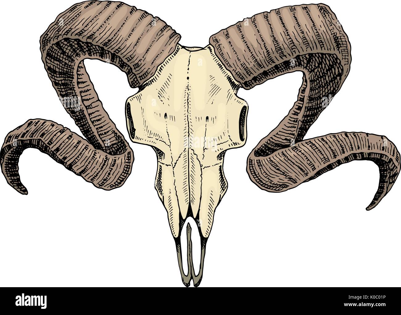 La biologie ou l'anatomie. illustration gravée à la main dans de vieux croquis et de l'esprit vintage. crâne ou silhouette squelette. ram ou brebis et mouton. Bêtes à cornes. Illustration de Vecteur