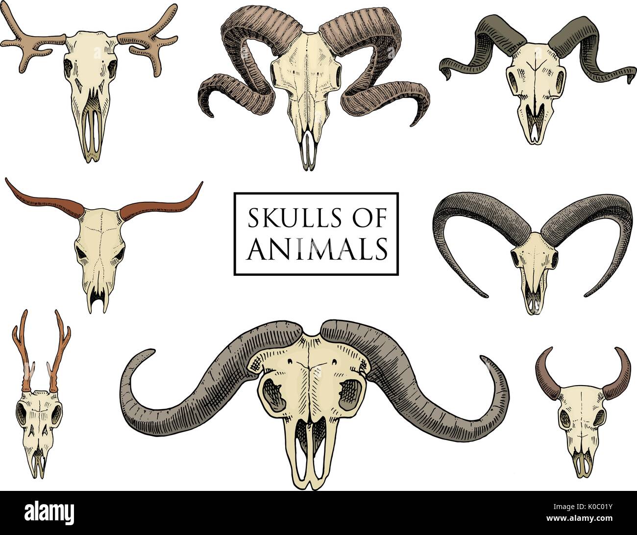 Illustration anatomique. gravés à la main dans de vieux croquis et de l'ensemble du crâne. style vintage ou squelette. Bull et la chèvre de montagne et le buffle. Bêtes à cornes. ram ou les moutons. Le wapiti et le chevreuil ou le bison. Illustration de Vecteur