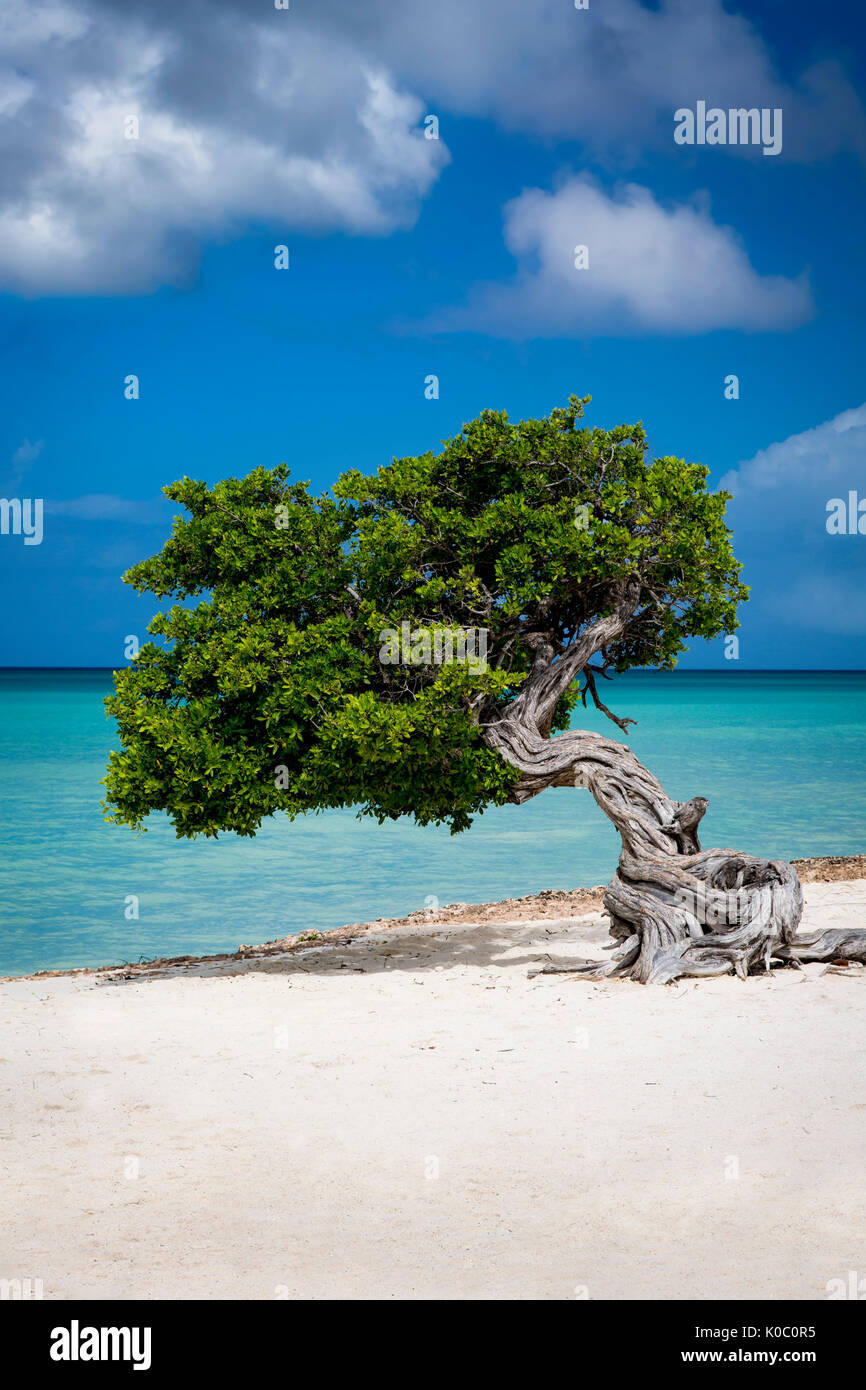 Fototi (arbre altéré souvent confondu avec Divi Divi) sur la plage d'Aruba, Antilles Banque D'Images