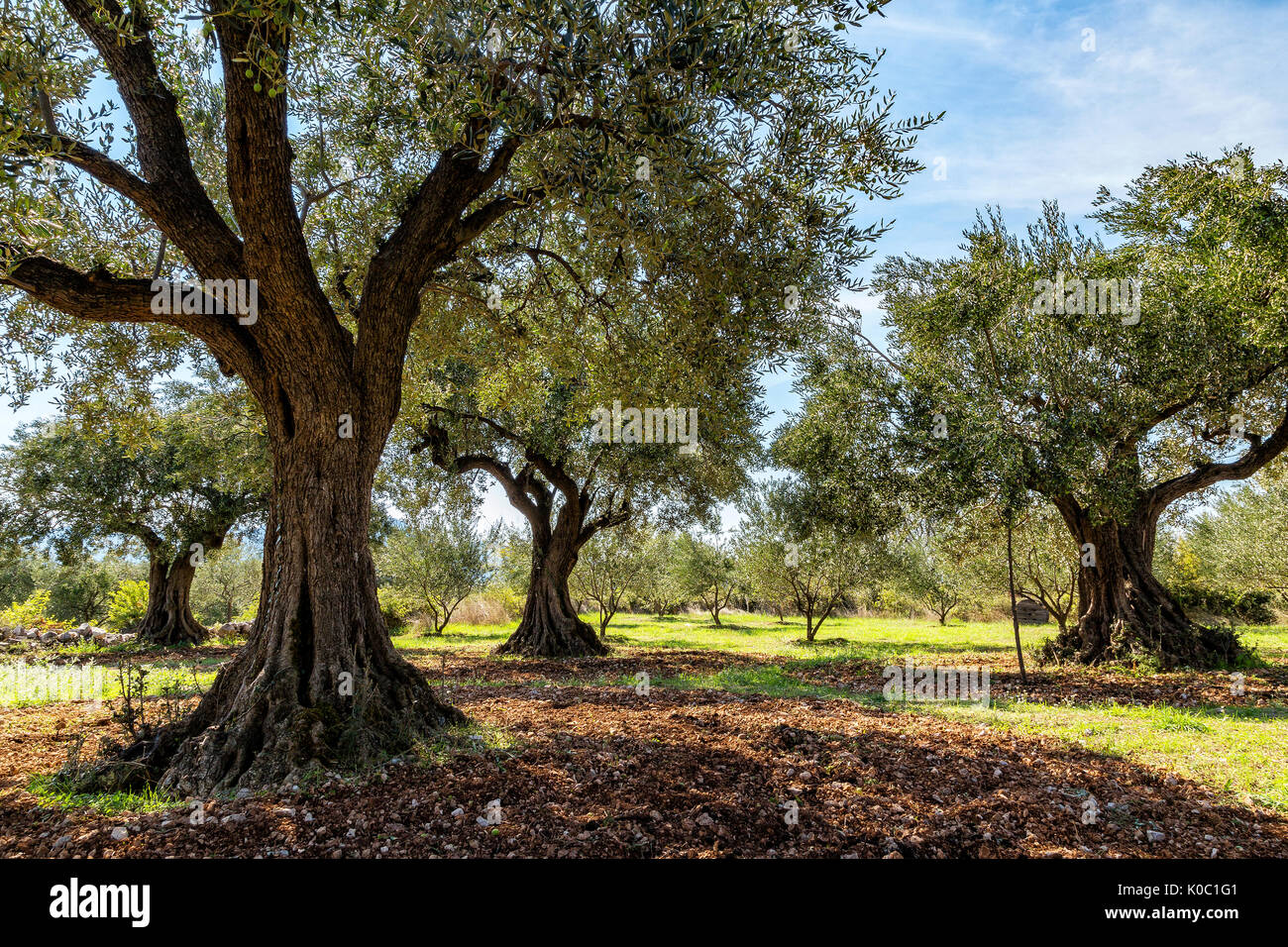 Olive Grove avec oliviers centenaires Banque D'Images