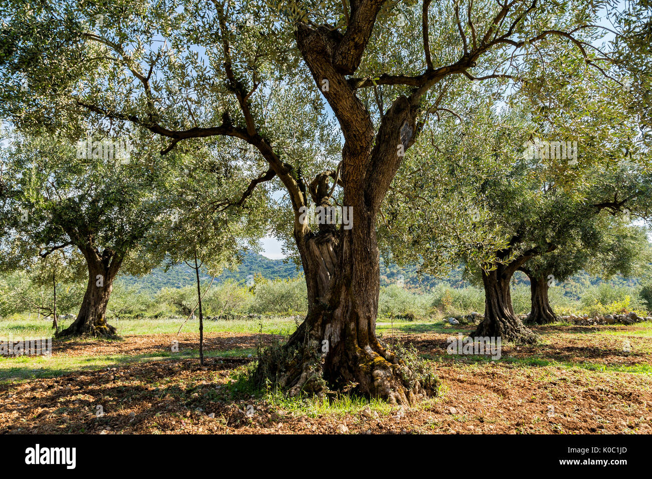 Olive Grove avec oliviers centenaires Banque D'Images