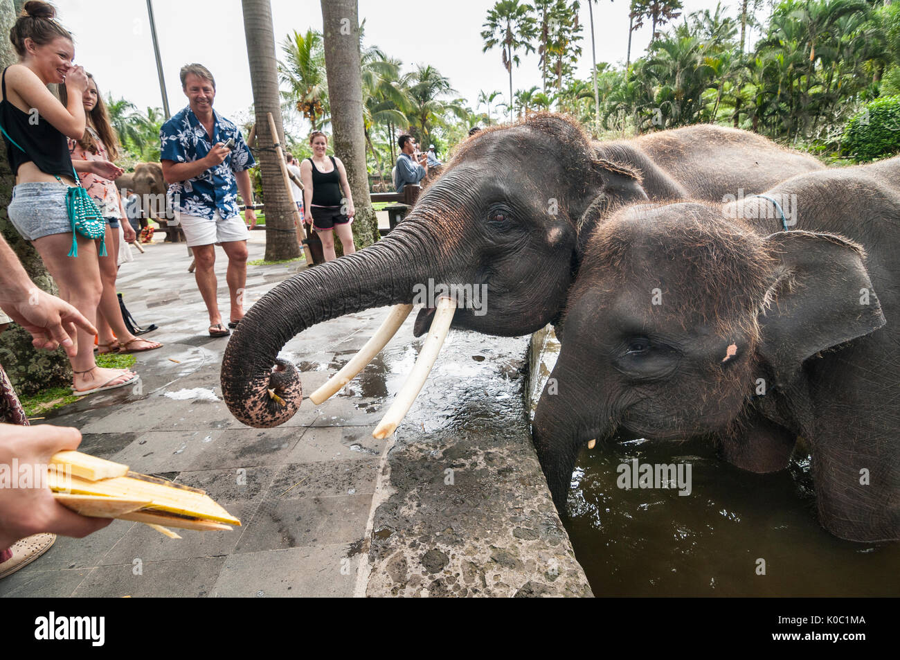 Alimentation secourue des éléphants de Sumatra les touristes à l'Elephant  Safari Park à Taro, Bali, Indonésie Photo Stock - Alamy