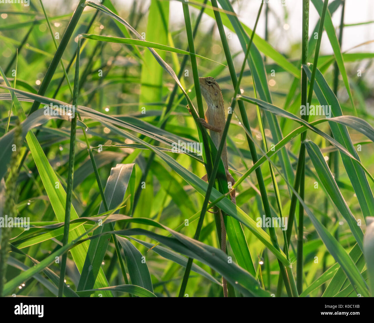 Jardin de l'Est Oriental garden, lézard, lézard lézard Calotes mystaceus (modifiable) est accrochée à l'herbe qui n'ont point de rosée pour les bains de soleil du matin Banque D'Images