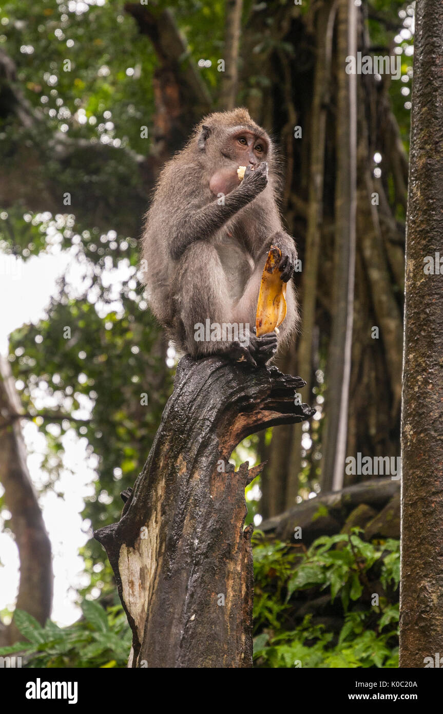 Singe macaque, manger une banane dans la Forêt des Singes de Padangtegal,  Ubud, Bali, Indonésie Photo Stock - Alamy