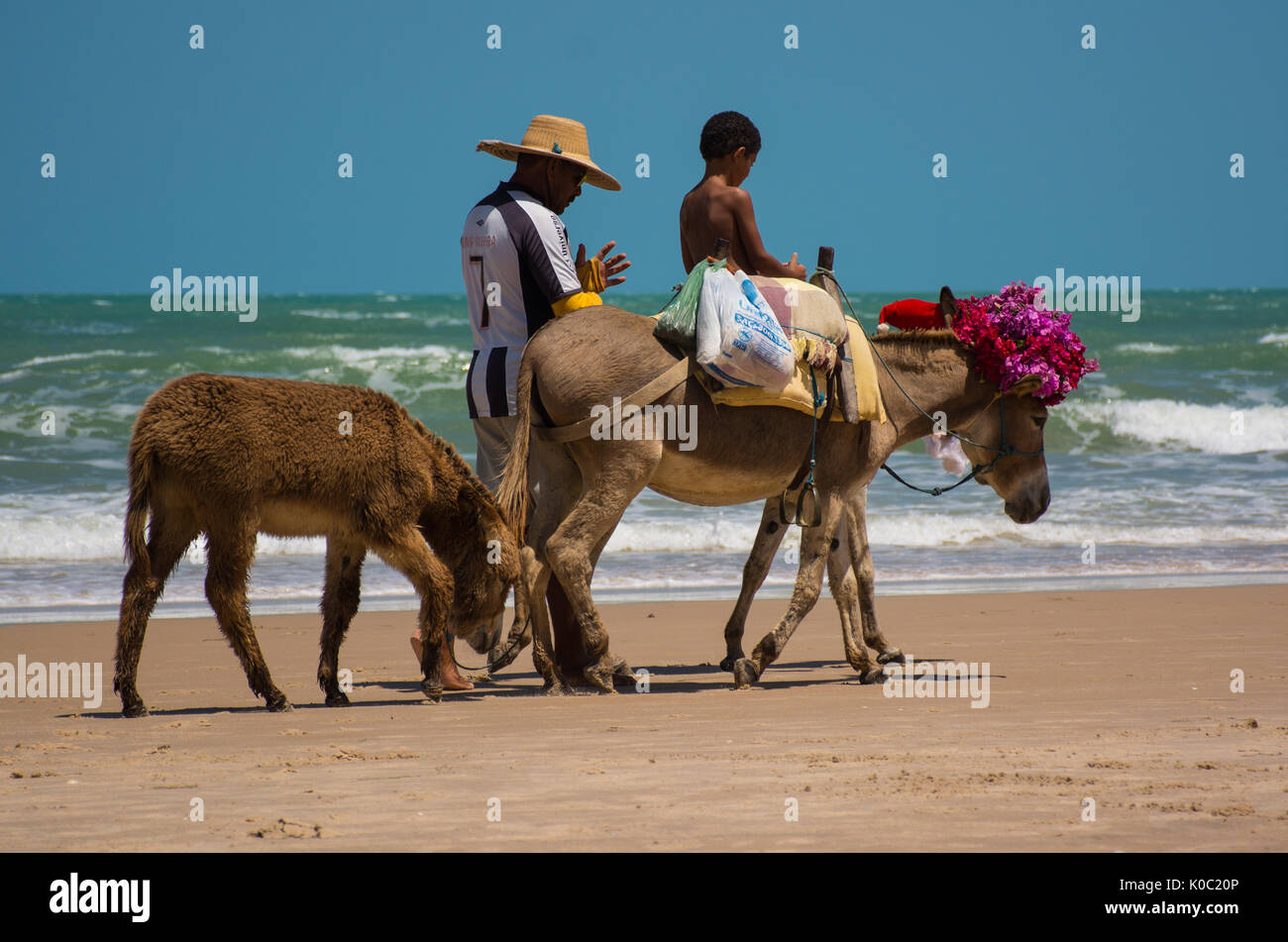 27 décembre 2014, un homme et un garçon vendre âne sur la plage à midi à Canoa Quebrada, Ceara, Brésil. Banque D'Images