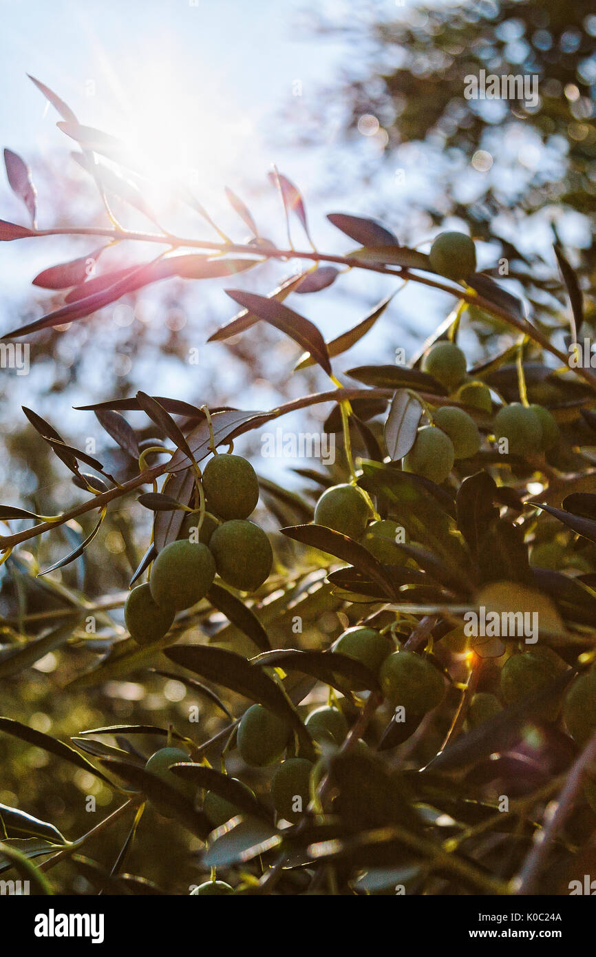 Olives vertes sur une des branches d'un Olivier Banque D'Images