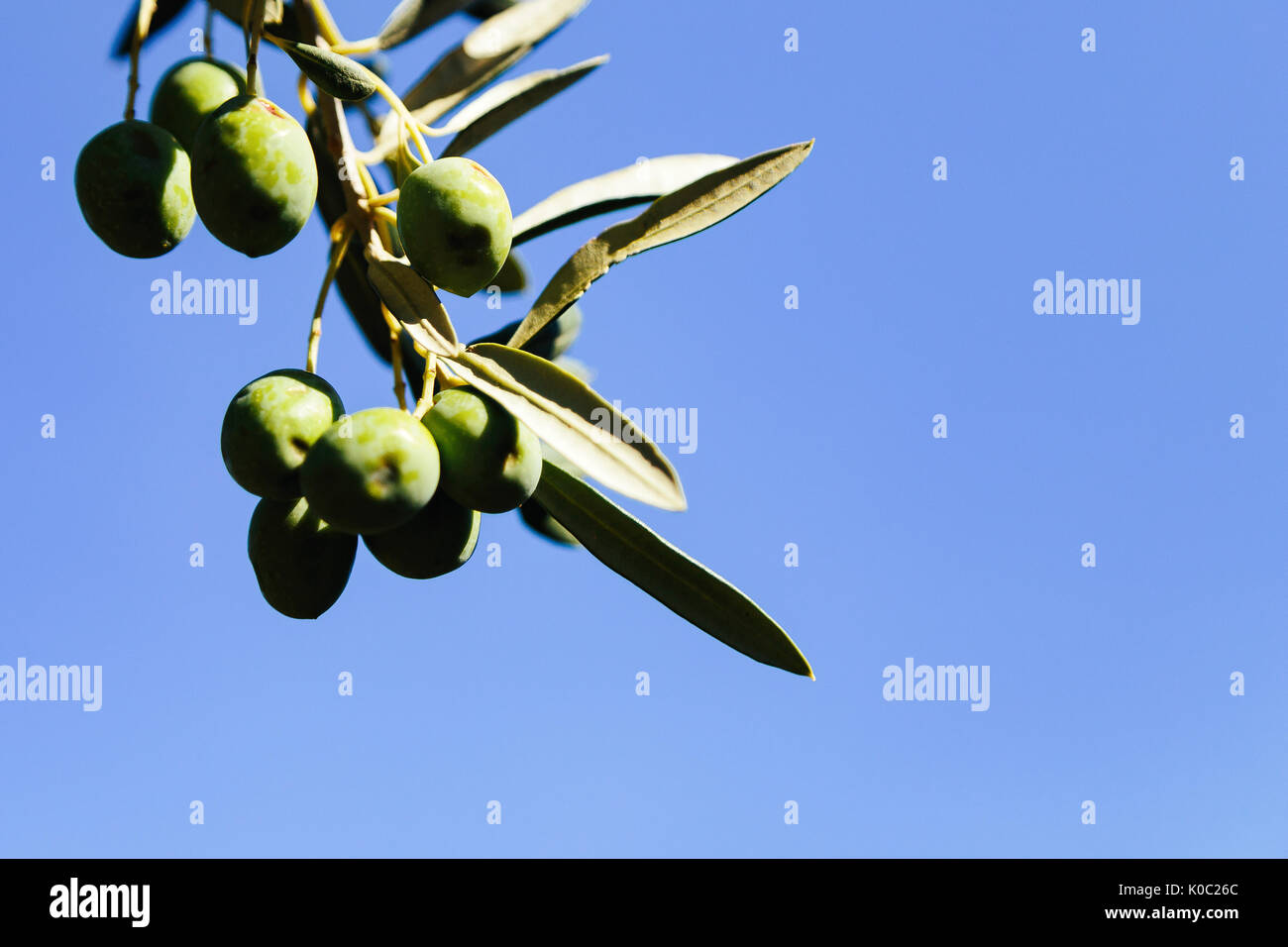 Olives vertes sur une des branches d'un Olivier Banque D'Images