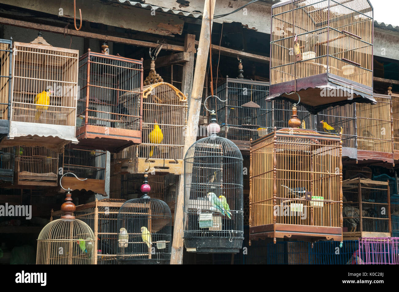 Les cages en bois plein d'oiseaux sur le marché d'animaux et d'oiseaux à Denpasar, dans le Sud de Bali, Indonésie. Banque D'Images