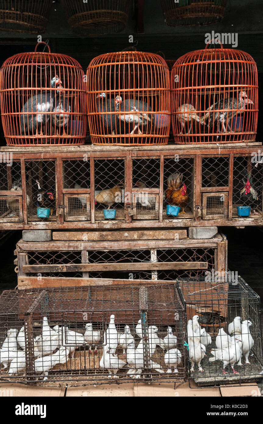Plein d'oiseaux en cage à l'oiseau et du marché des animaux à Denpasar, dans le Sud de Bali, Indonésie. Banque D'Images