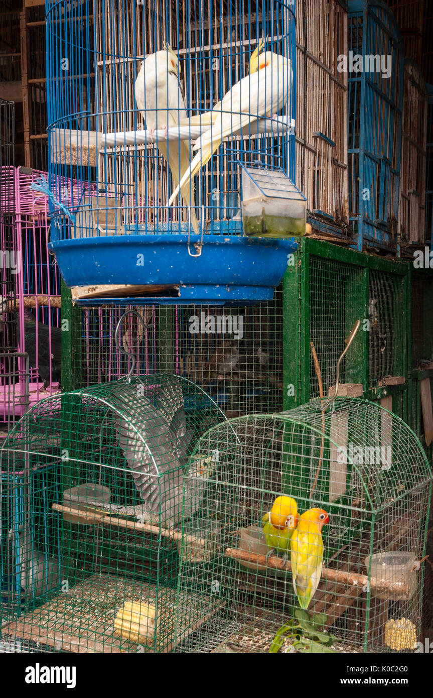 Plein d'oiseaux en cage à l'oiseau et du marché des animaux à Denpasar, dans le Sud de Bali, Indonésie. Banque D'Images