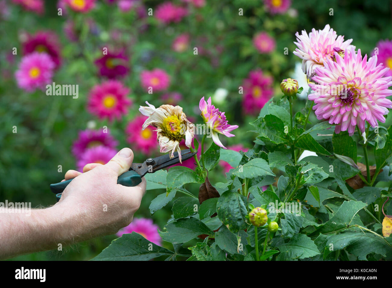 Le deadheading jardinier fleurs Dahlia avec snip dans un jardin anglais. UK Banque D'Images