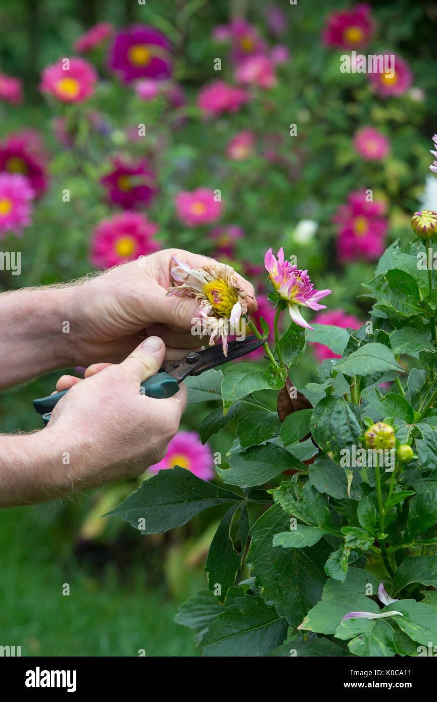 Le deadheading jardinier fleurs Dahlia avec snip dans un jardin anglais. UK Banque D'Images