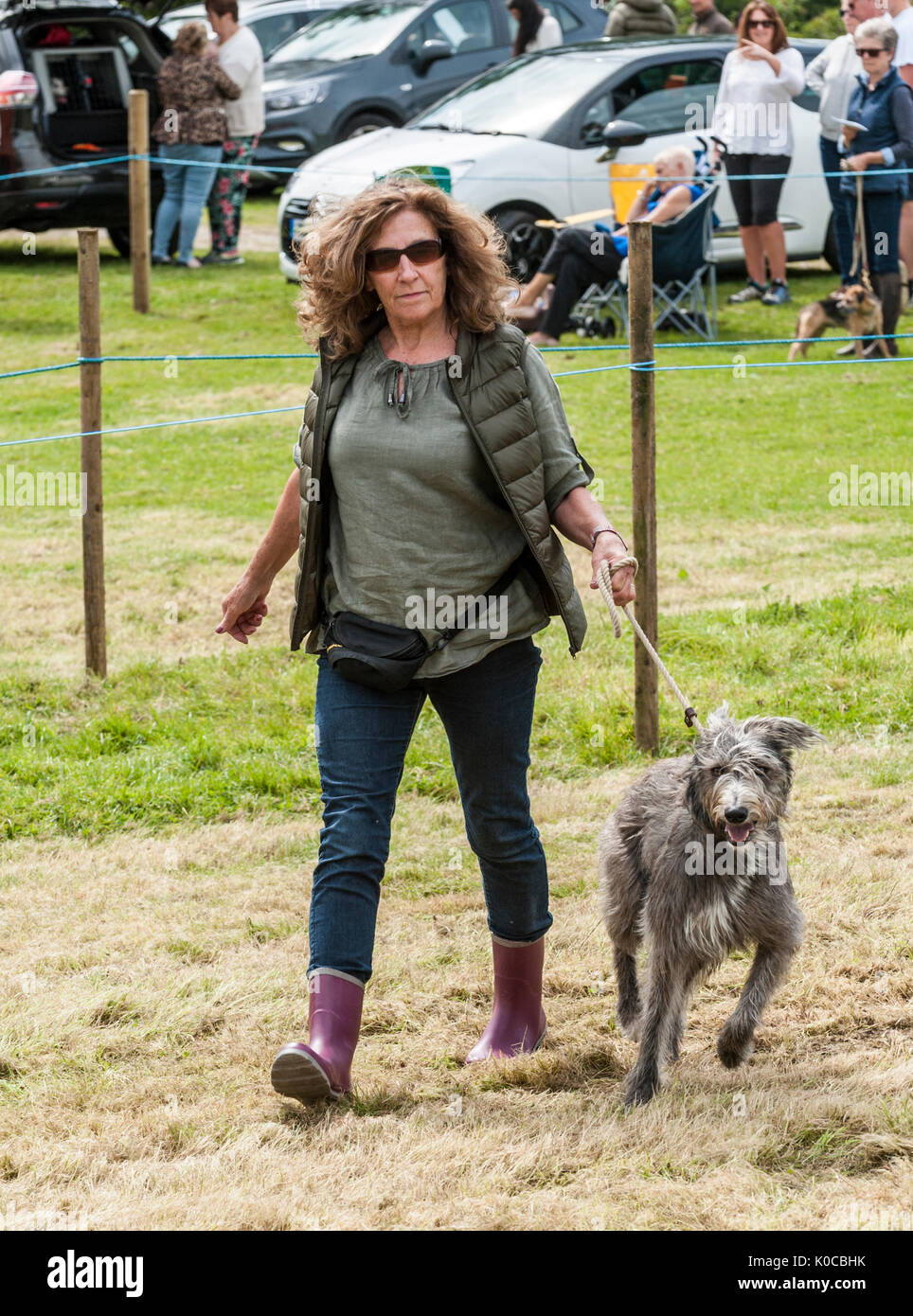 La Barlow Hunt Dog Show - un chien lurcher dans le show ring Banque D'Images