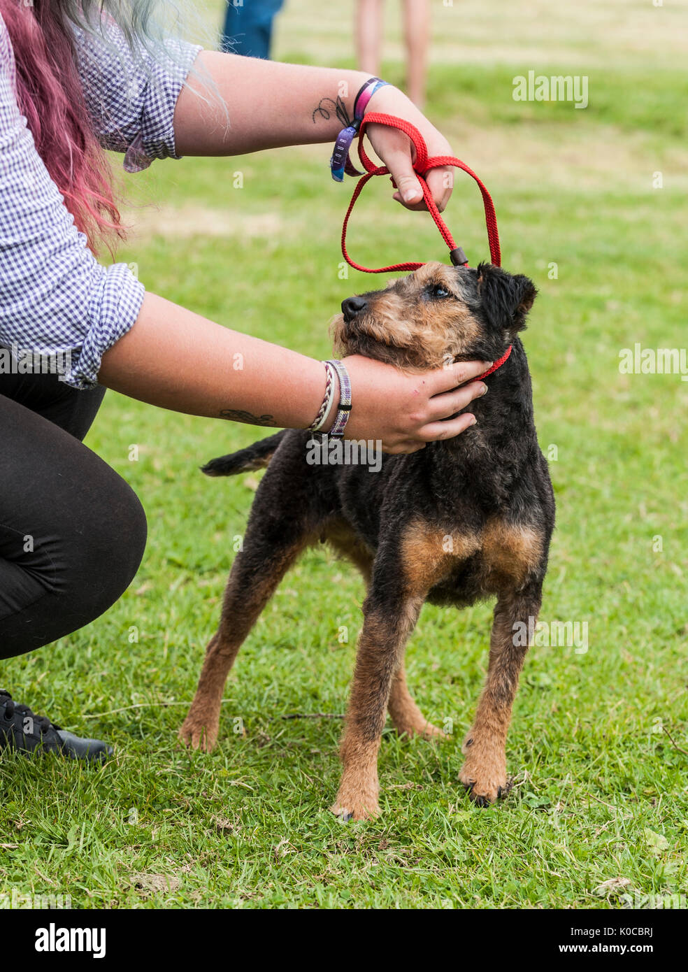 La Barlow Hunt Dog Show - terrier dans le ring d'exposition était posing Banque D'Images