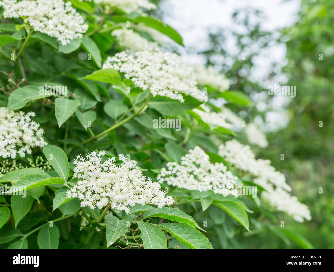 Arbre En Fleurs De Sureau Arrière Plan De La Nature Banque