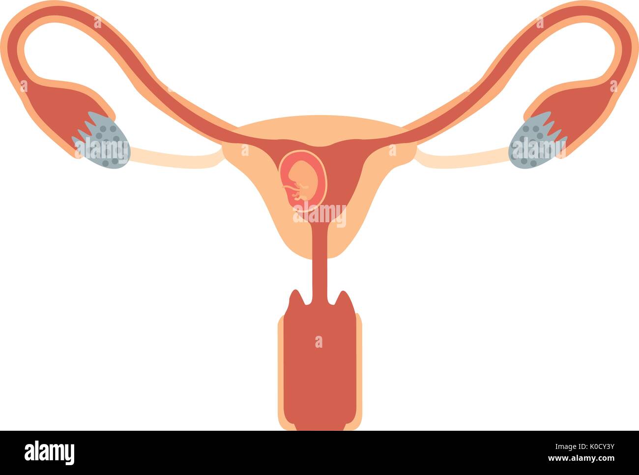 Silhouette de couleur Système reproducteur féminin ovaires avec fœtus quelques semaines de croissance humaine Illustration de Vecteur
