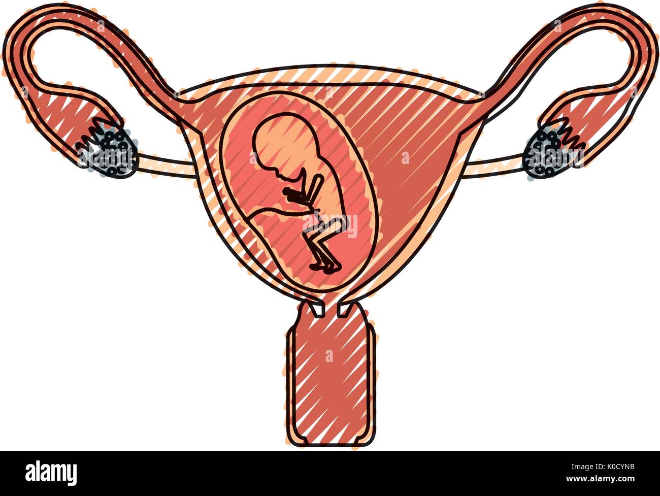 Crayon de couleur d'ossature du système reproducteur féminin ovaires avec fœtus neuvième mois de croissance humaine Illustration de Vecteur