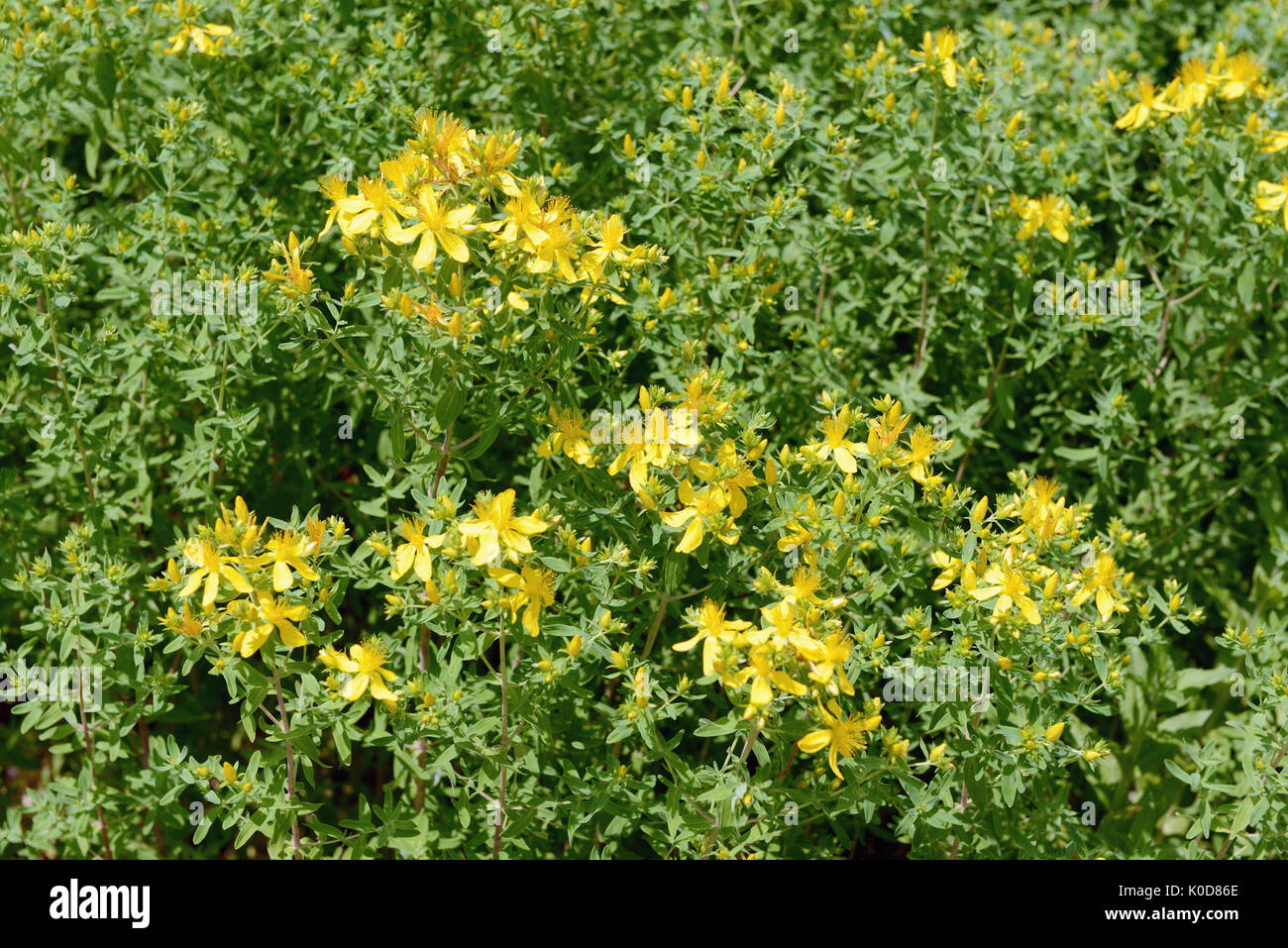 Fleur à base de millepertuis (Hypericum perforatum) Banque D'Images