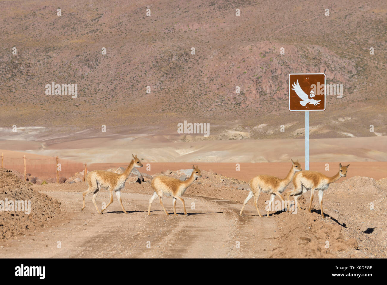 L'Amérique du Sud, Cordillère des Andes, Atacama, San Pedro de Atacama, la vigogne route de passage des troupeaux Banque D'Images
