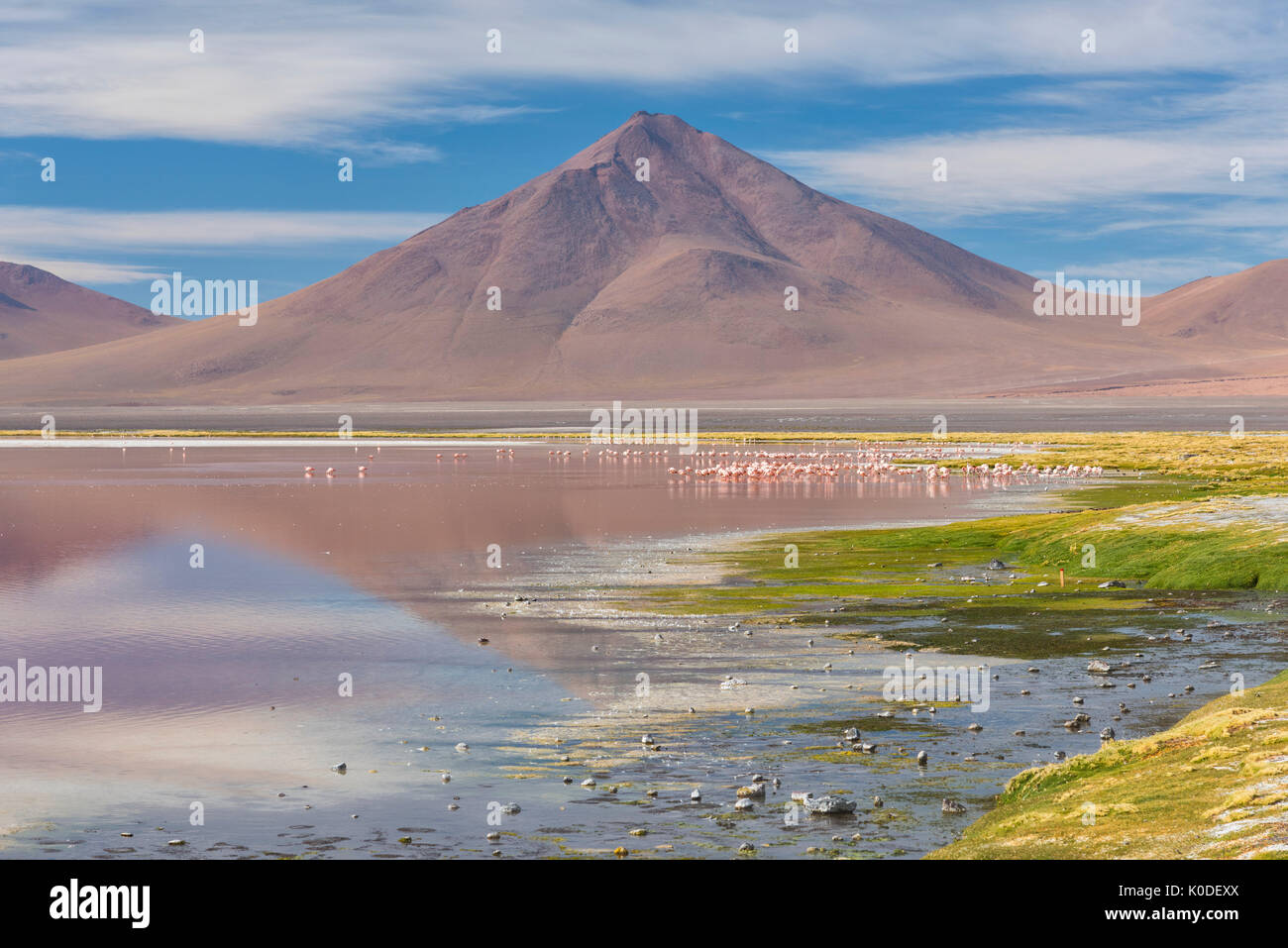 L'Amérique du Sud, Andes, l'Altiplano, Bolivie, Rouge lagune, la Laguna Colorada, flamants Banque D'Images