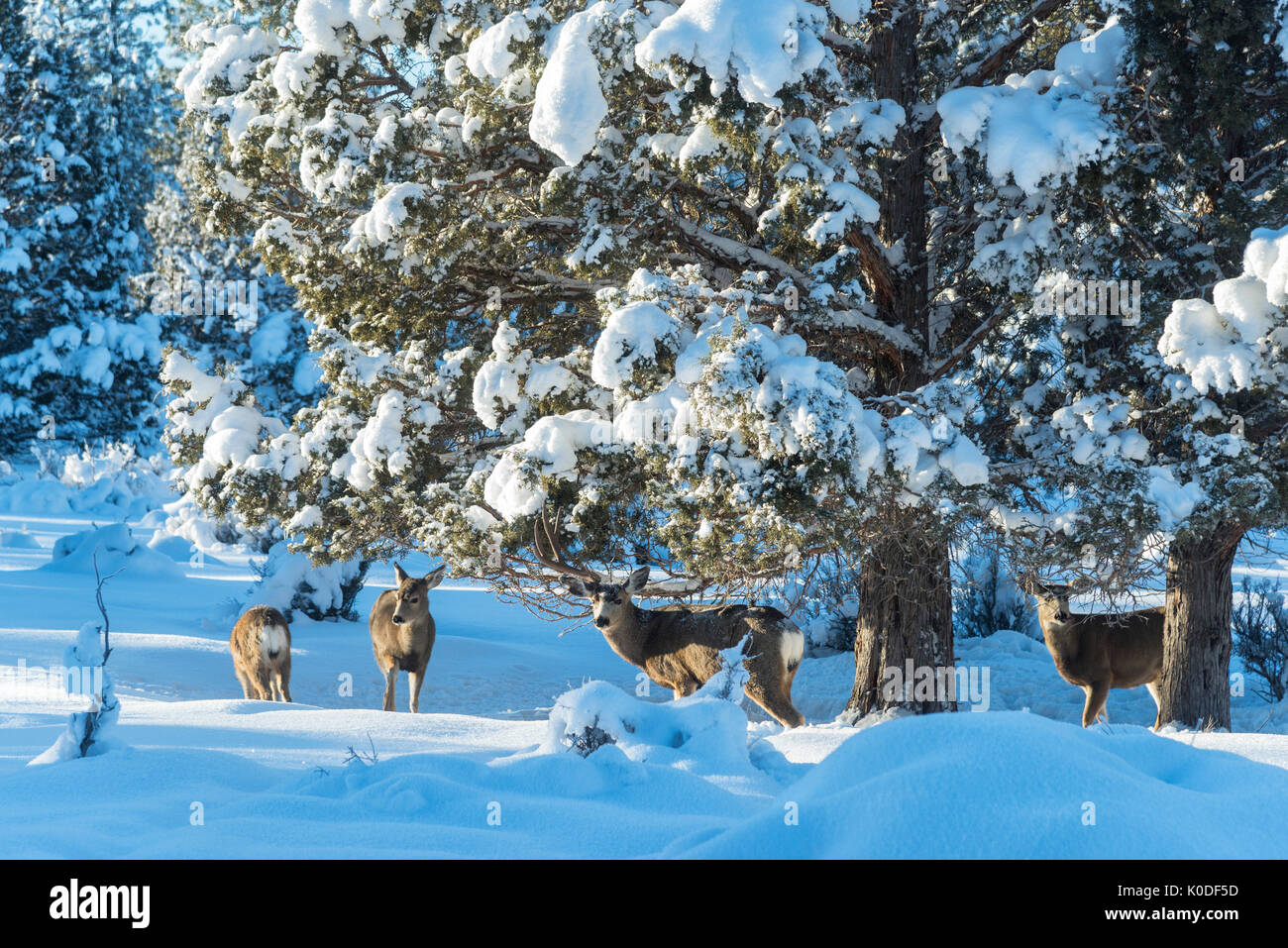USA (Oregon, Bend, cerfs en hiver Banque D'Images USA (Oregon, Bend, cerfs en hiver Banque D'Images