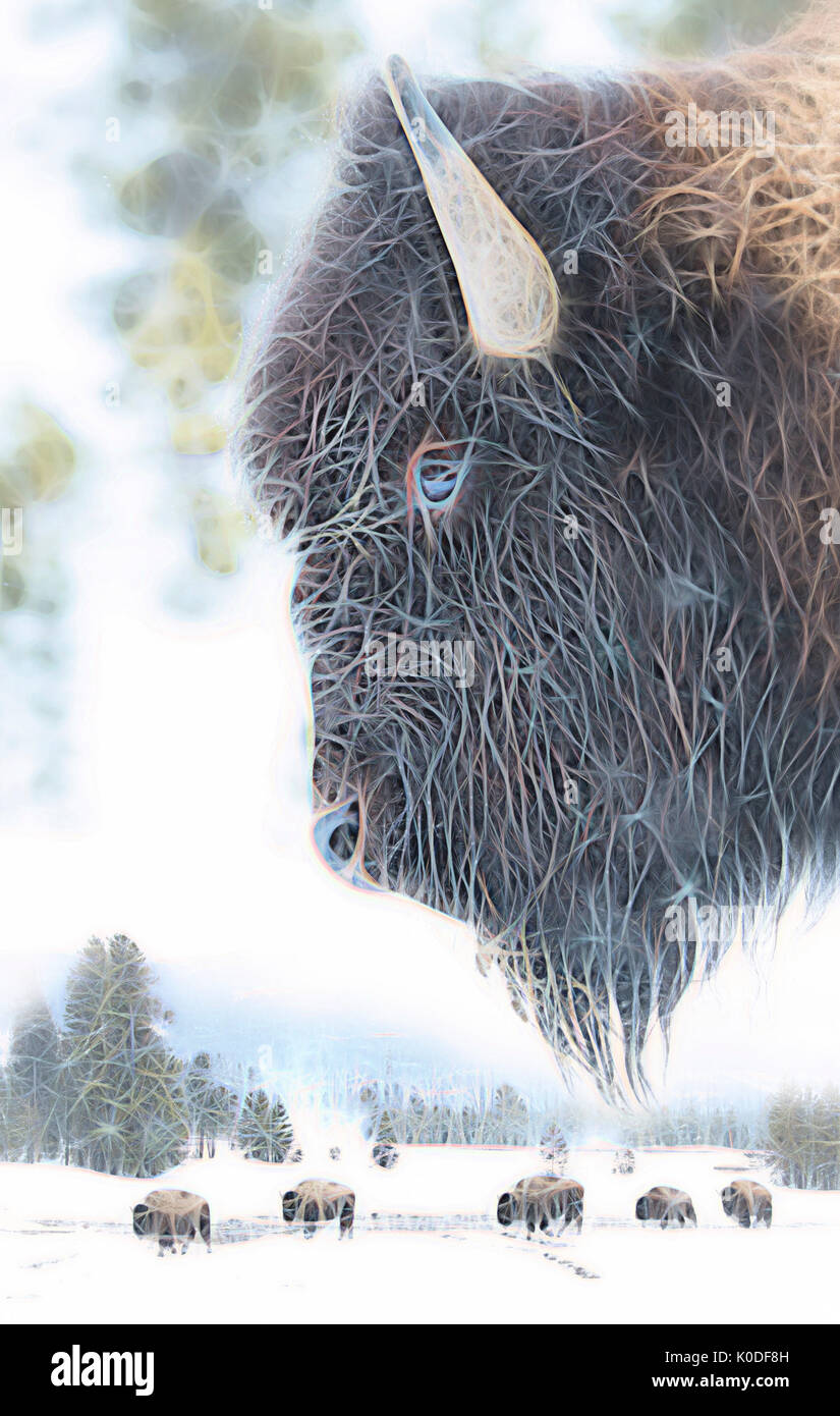 USA, Wyoming, Yellowstone National Park, l'UNESCO, Patrimoine Mondial Banque D'Images USA, Wyoming, Yellowstone National Park, l'UNESCO, Patrimoine Mondial Banque D'Images