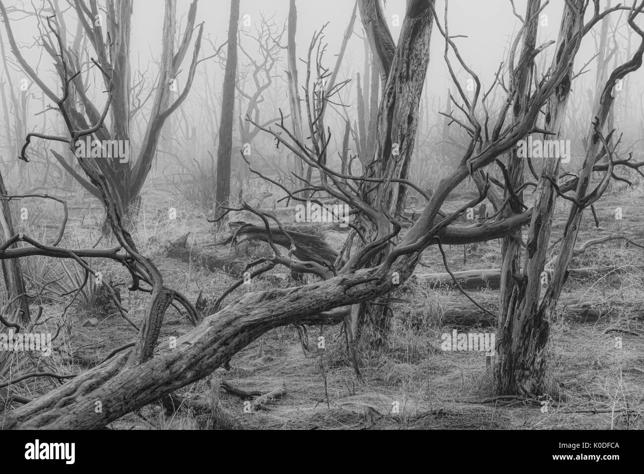 USA, Colorado, Mesa Verde, Parc National, forêts brûlées dans le brouillard Banque D'Images