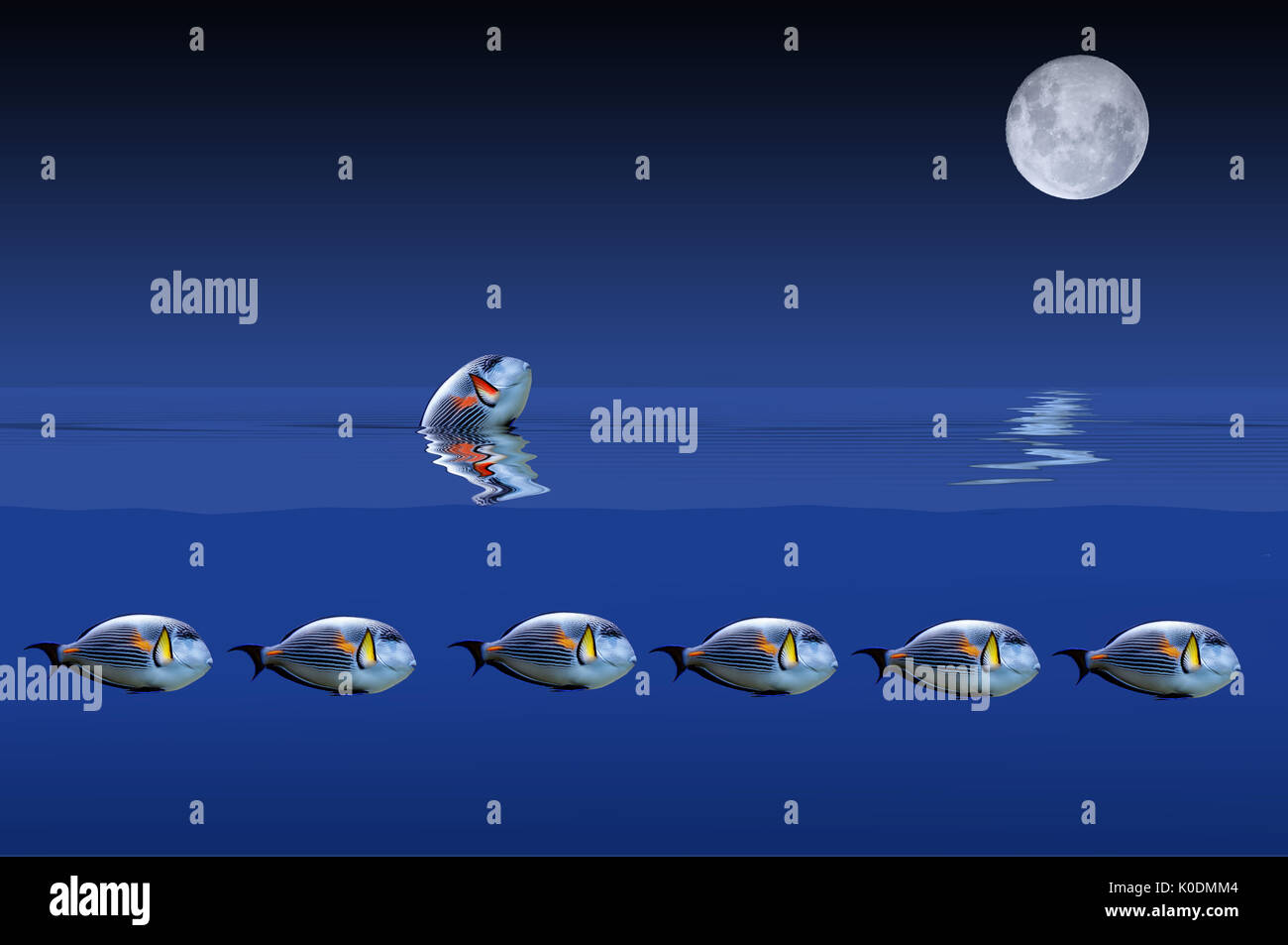 Le poisson qui voulait la lune Banque D'Images
