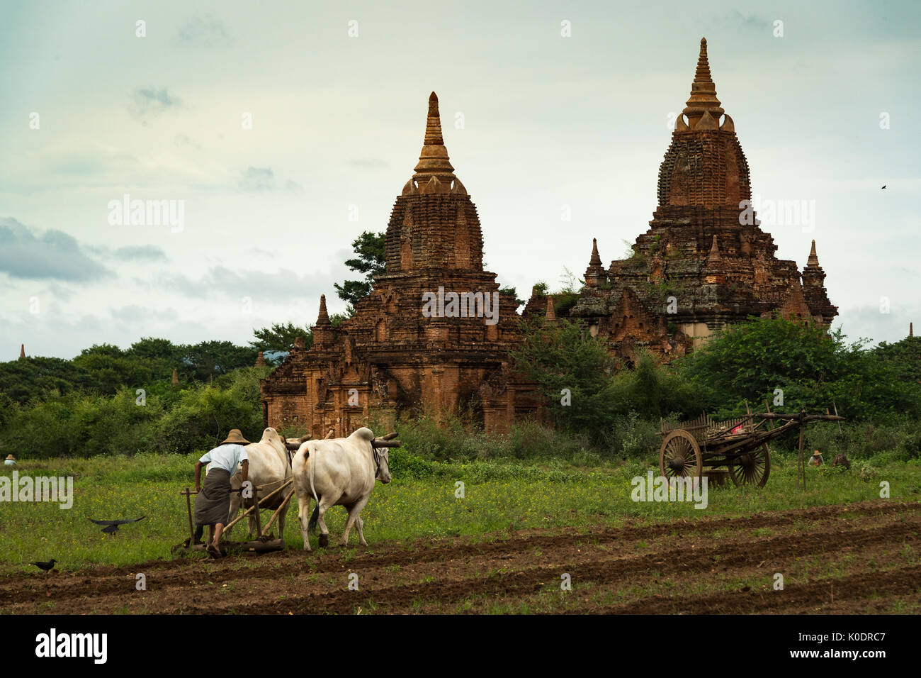 Parmi les temples de labour à l'aide de buffles au site du patrimoine mondial à Bagan, Myanmar Banque D'Images