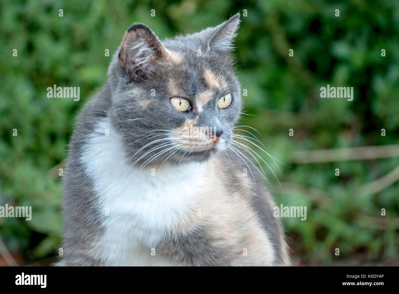 Un chat domestique avec de beaux yeux, Pays Basque, Espagne Banque D'Images