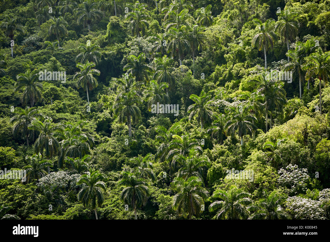 Cuba Roystonea regia, communément connue sous le nom de palmier royal de Cuba dans une forêt dans la vallée de Bacunayagua près de Matanzas, une île des Caraïbes sous communis Banque D'Images