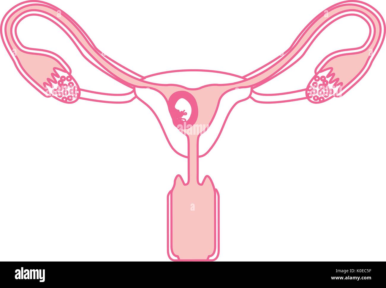 Silhouette rose du système reproducteur féminin ovaires avec fœtus quelques semaines de croissance humaine Illustration de Vecteur