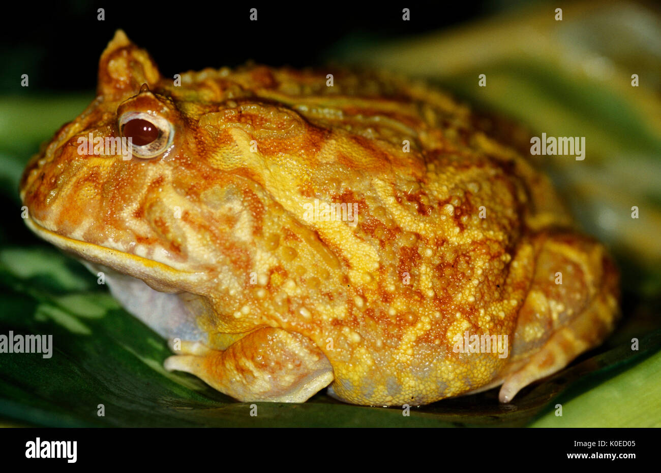 Grenouille blanche exotique de Xenopus laevis albinos Photo Stock - Alamy