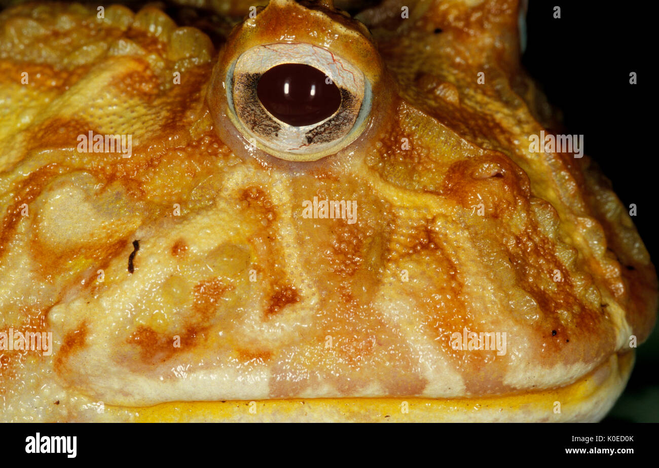 La grenouille cornue géant, Albino, Genre : Ceratophrys, Amérique du Sud, captive Banque D'Images