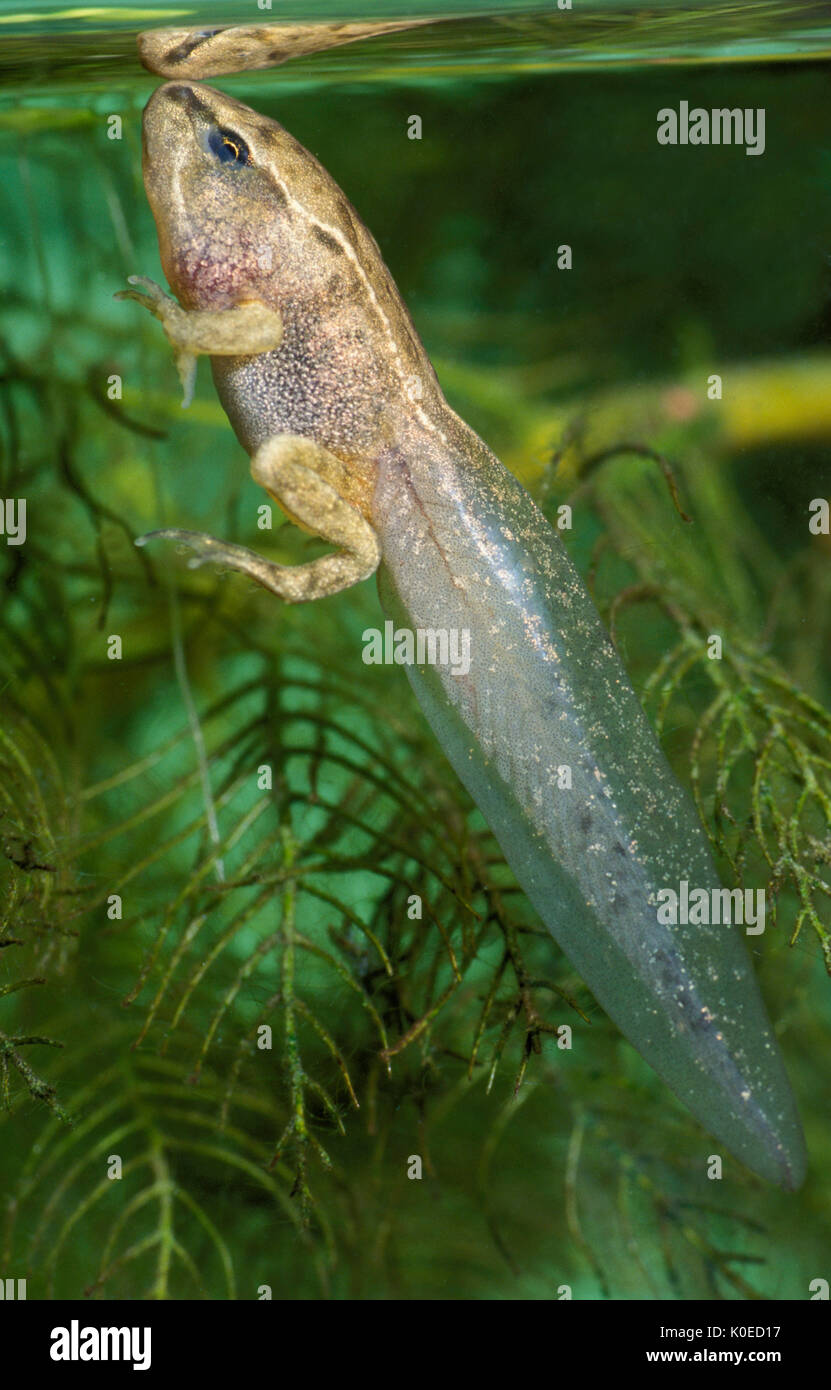 Grenouille rousse (Rana temporaria) - tadpole avec avant et l'arrière des jambes, engloutissant l'air à la surface, sous l'étang du cycle de l'eau douce Banque D'Images