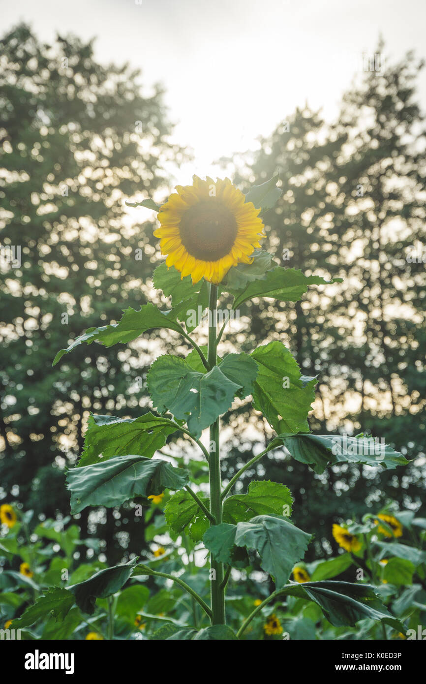 Tournesol lumineux dans la lumière au coucher du soleil, nice bokeh. Banque D'Images